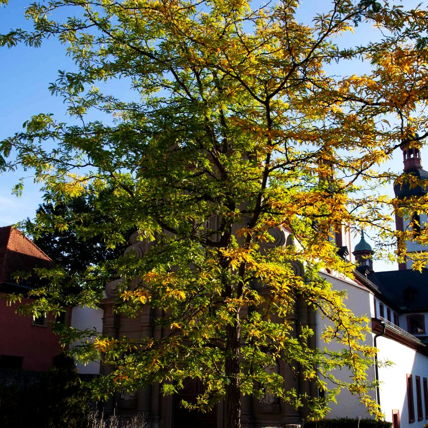 Lederhülsenbaum (Gleditsia triacanthos)