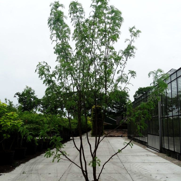 Lederhülsenbaum 'Skyline' (Gleditsia triacanthos)