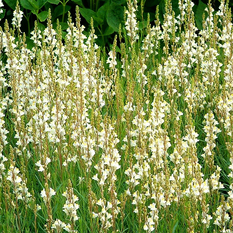 Leinkraut 'Springside White' (Linaria purpurea)