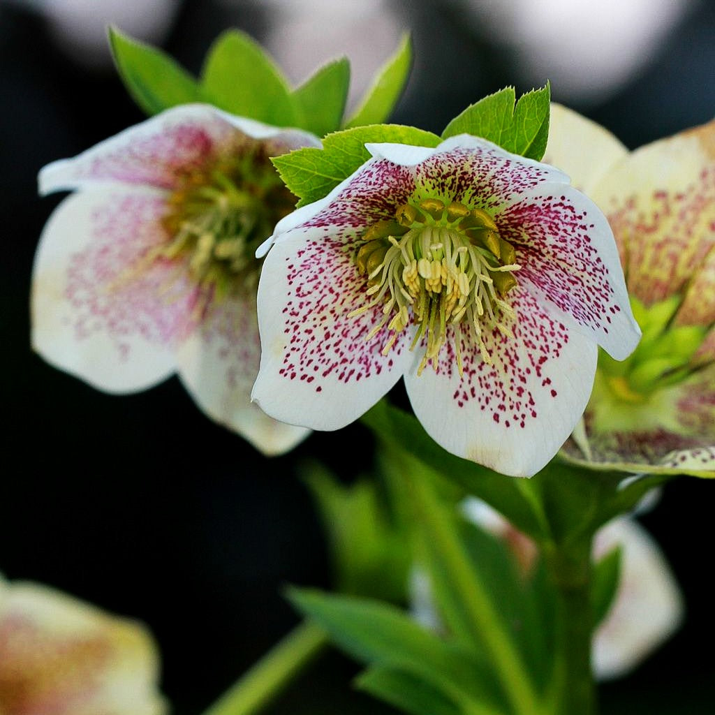 Lenzrose 'SP Conny' (Helleborus x or.)