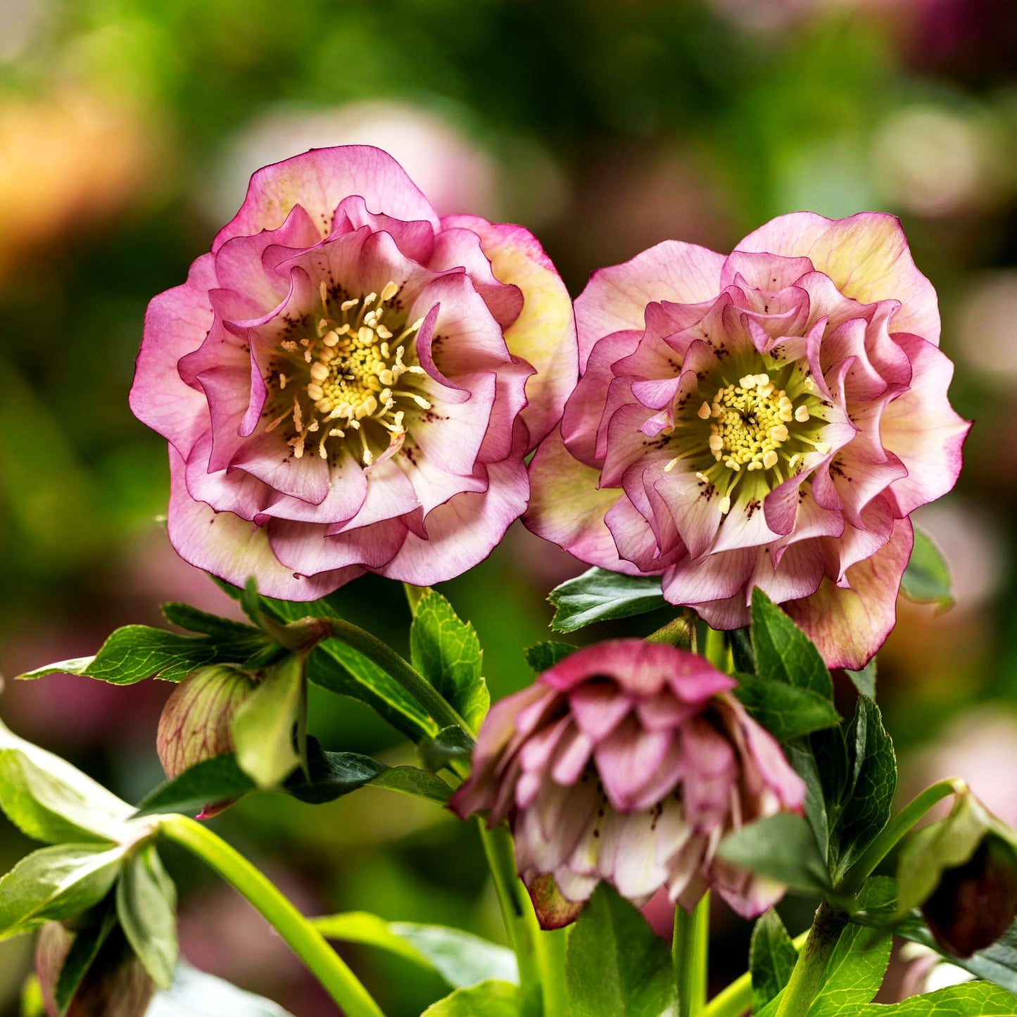 Lenzrose 'Spring Promise' (Helleborus x or., rosa gefüllt)
