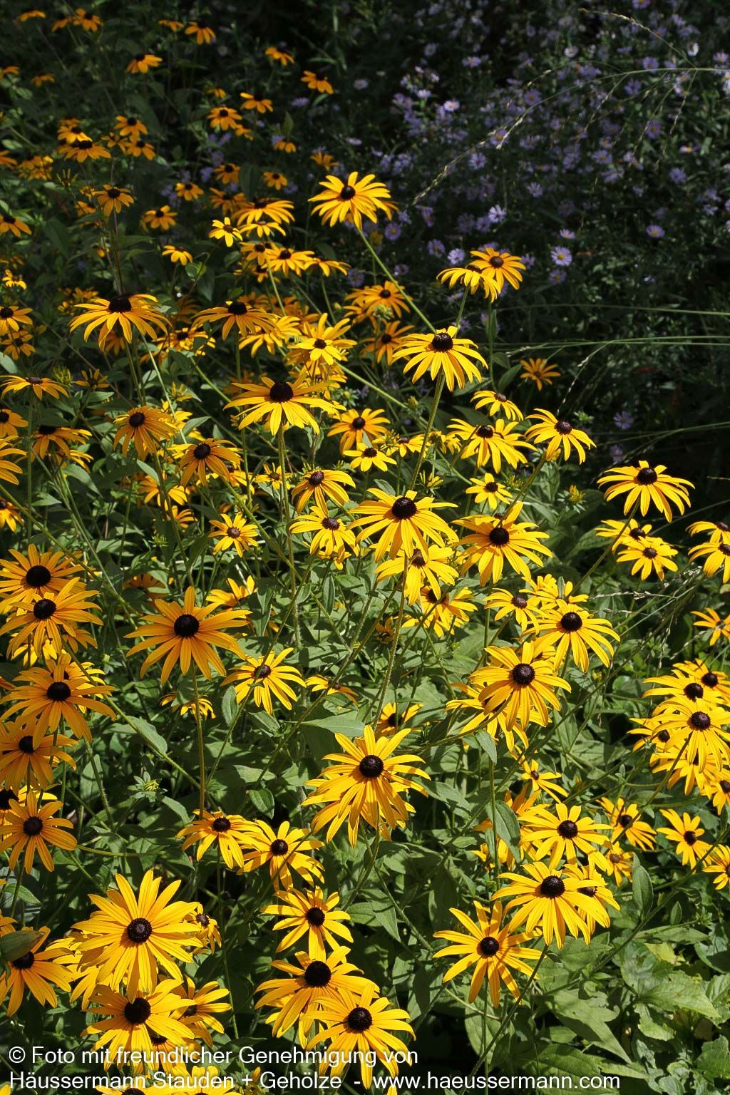 Leuchtender Sonnenhut 'Goldsturm' (Rudbeckia fulgida sullivantii)