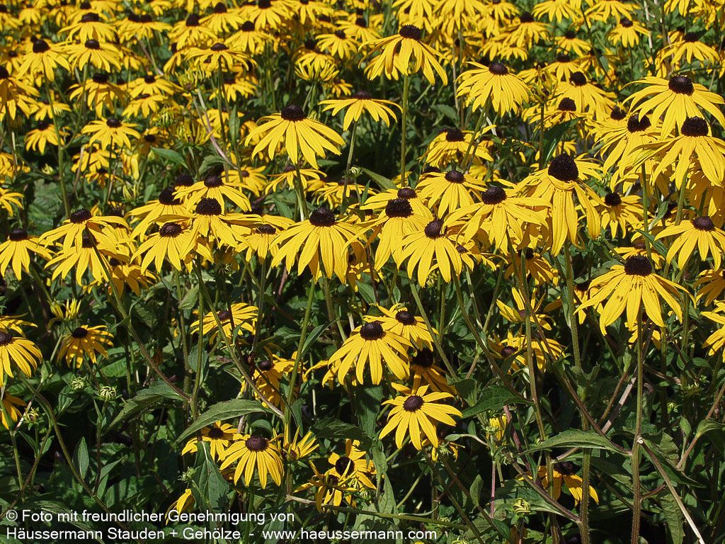 Leuchtender Sonnenhut 'Goldsturm' (Rudbeckia fulgida sullivantii)