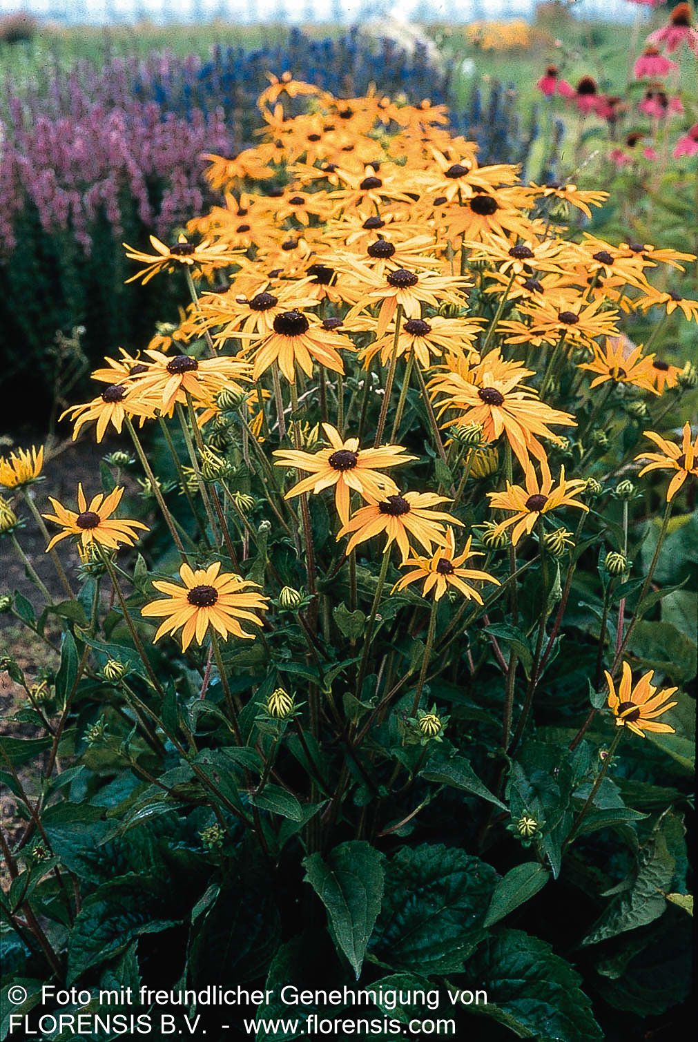 Leuchtender Sonnenhut 'Goldsturm' (Rudbeckia fulgida sullivantii)