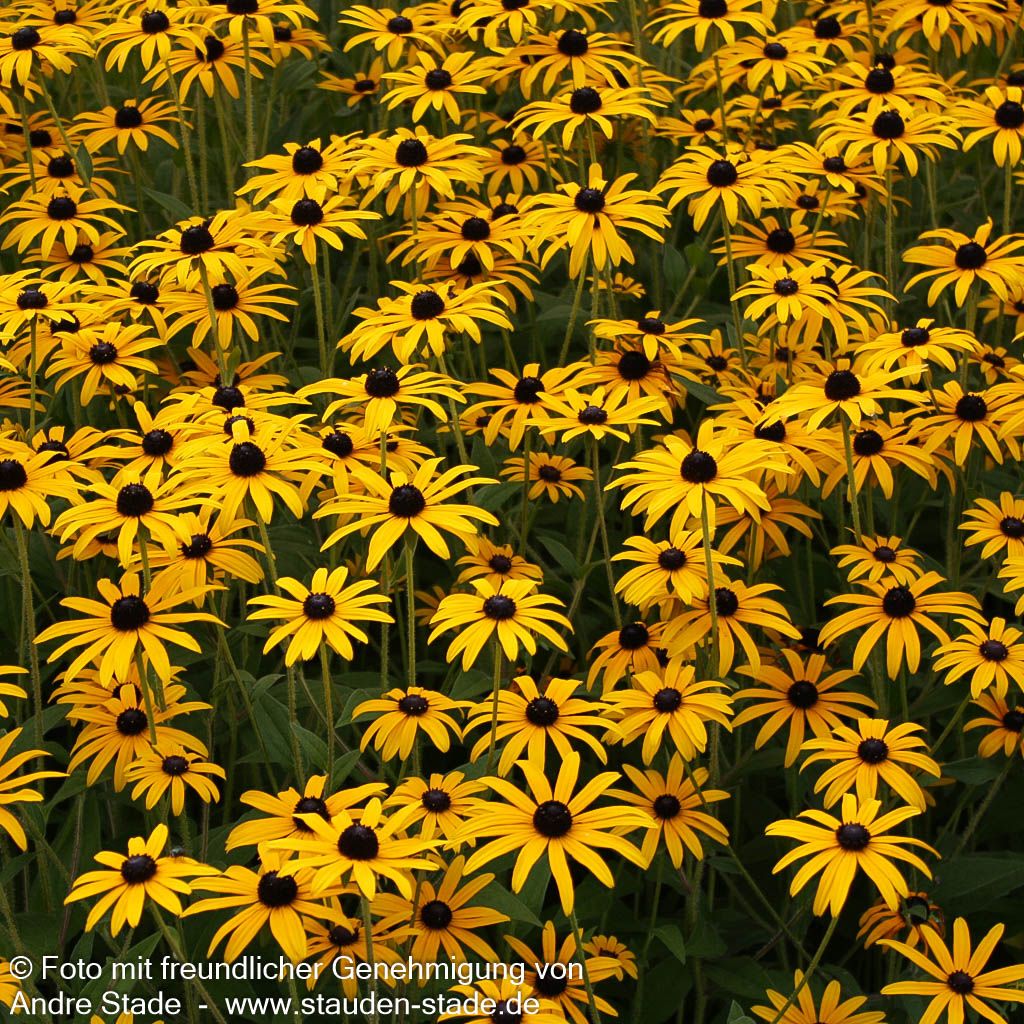 Leuchtender Sonnenhut 'Goldsturm' (Rudbeckia fulgida sullivantii)