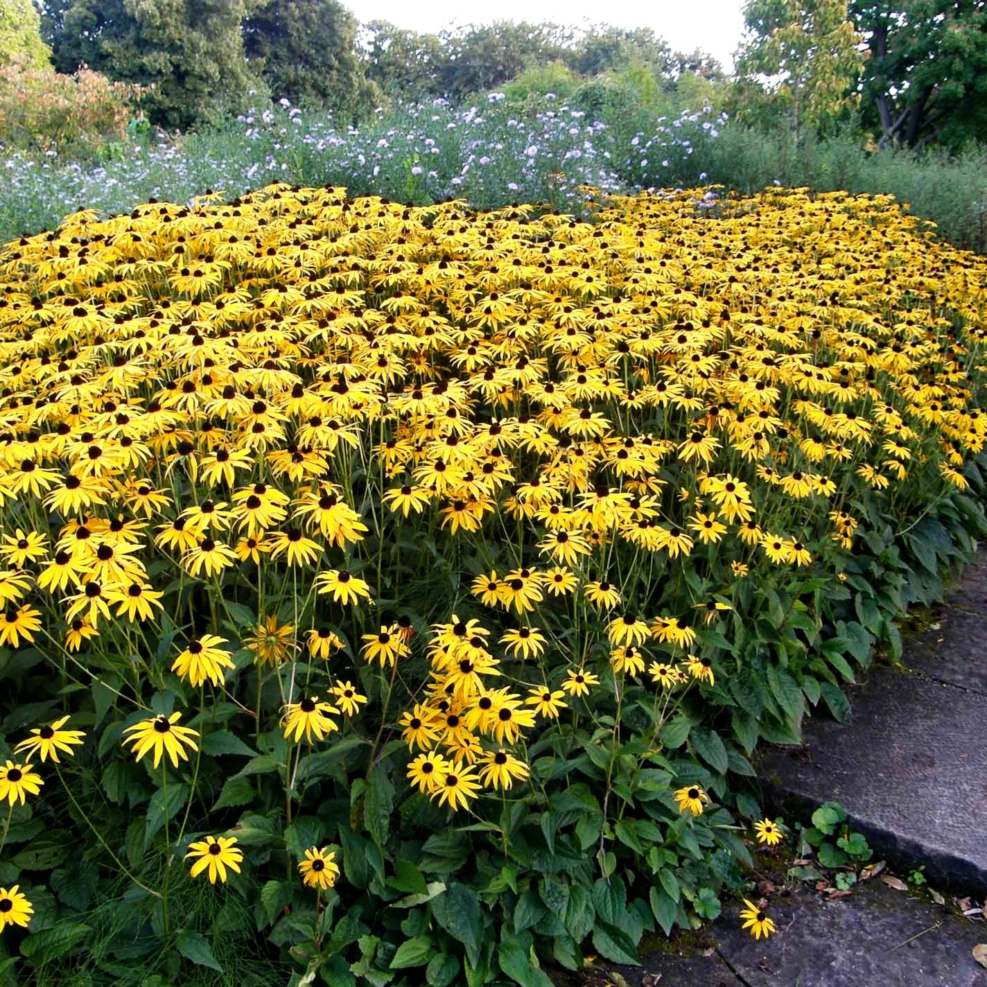 Leuchtender Sonnenhut 'Goldsturm' (Rudbeckia fulgida sullivantii)