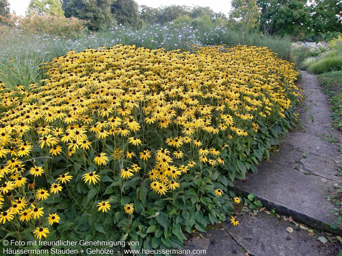 Leuchtender Sonnenhut 'Goldsturm' (Rudbeckia fulgida sullivantii)
