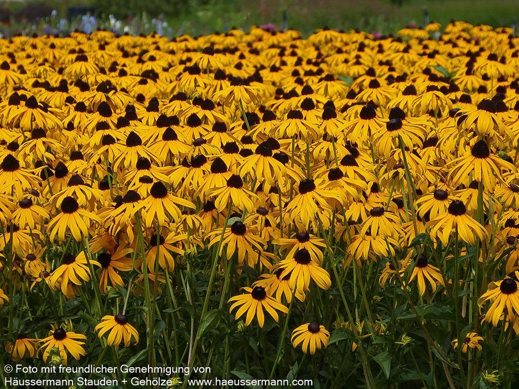 Leuchtender Sonnenhut 'Goldsturm' (Rudbeckia fulgida sullivantii)