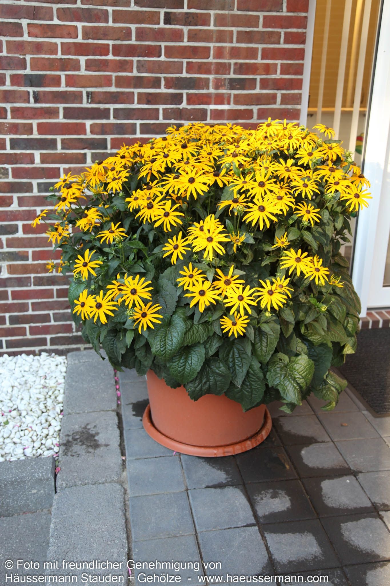 Leuchtender Sonnenhut 'Goldsturm' (Rudbeckia fulgida sullivantii)