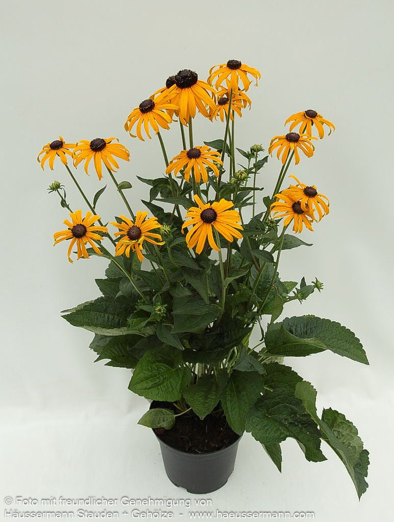 Leuchtender Sonnenhut 'Goldsturm' (Rudbeckia fulgida sullivantii)