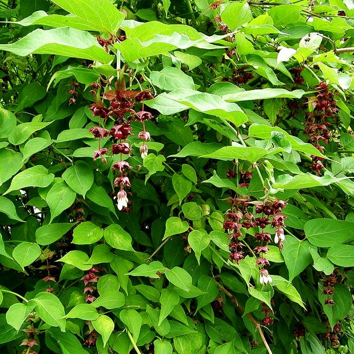 Leycesterie (Leycesteria formosa)