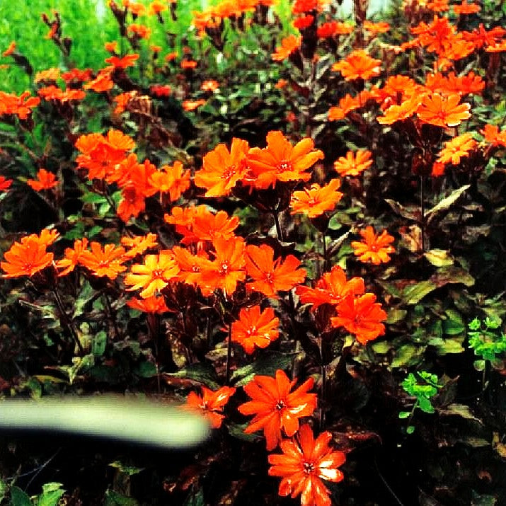 Lichtnelke 'Orange Zwerg' (Lychnis x arkwrightii)