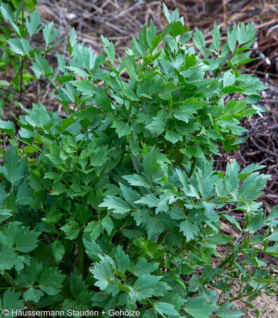 Liebstöckel (Levisticum officinale)