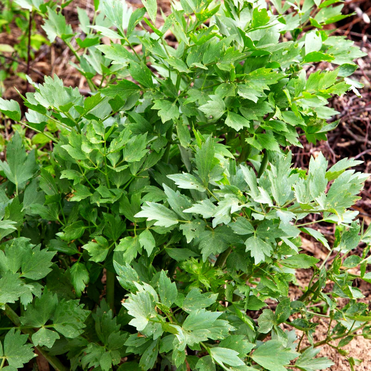 Liebstöckel (Levisticum officinale)