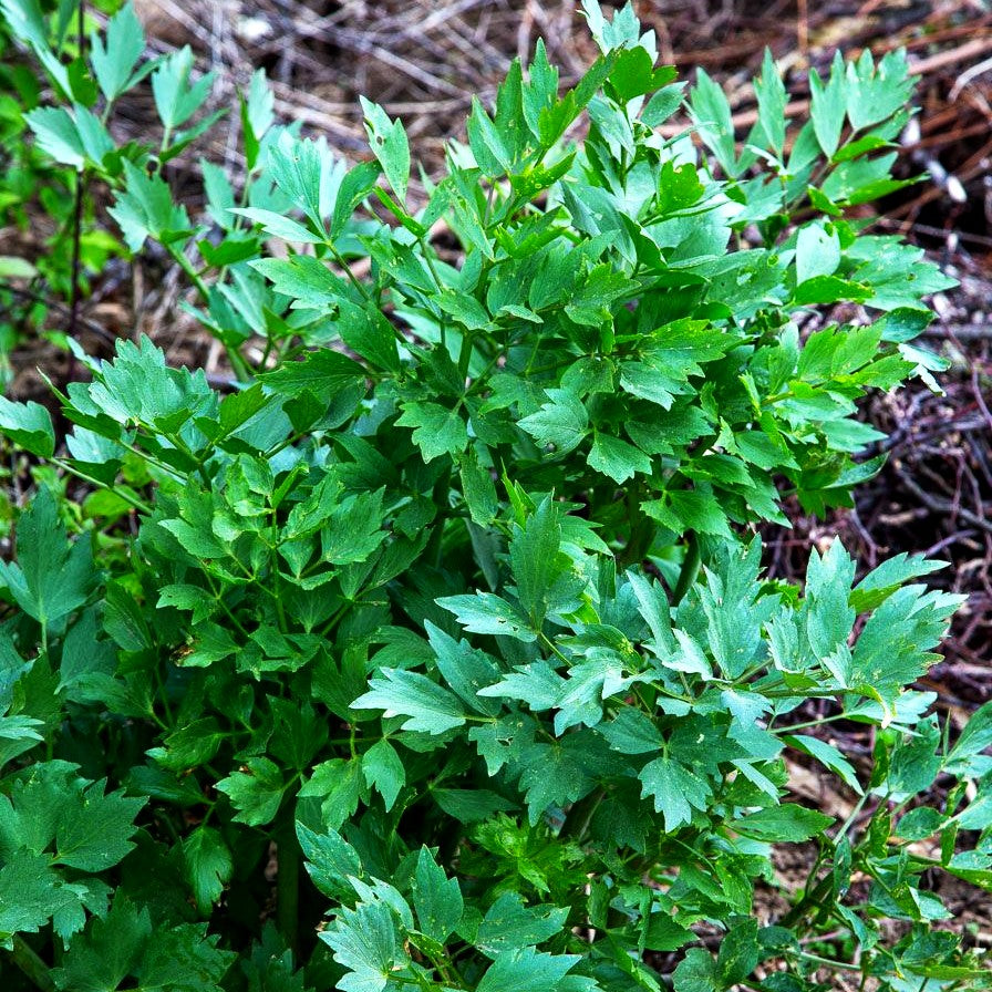 Liebstöckel (Levisticum officinale)