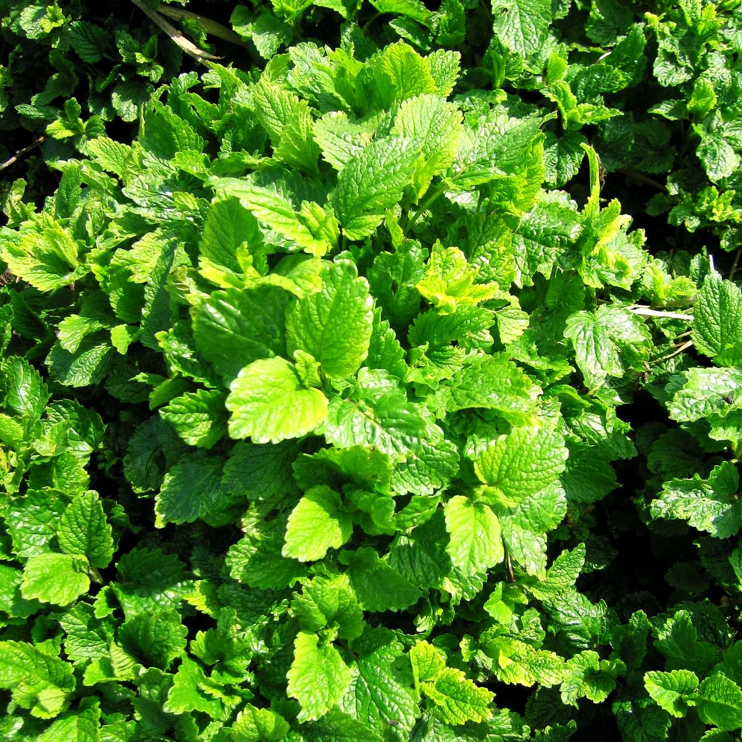Limonen-Melisse 'Limonii' (Melissa officinalis)