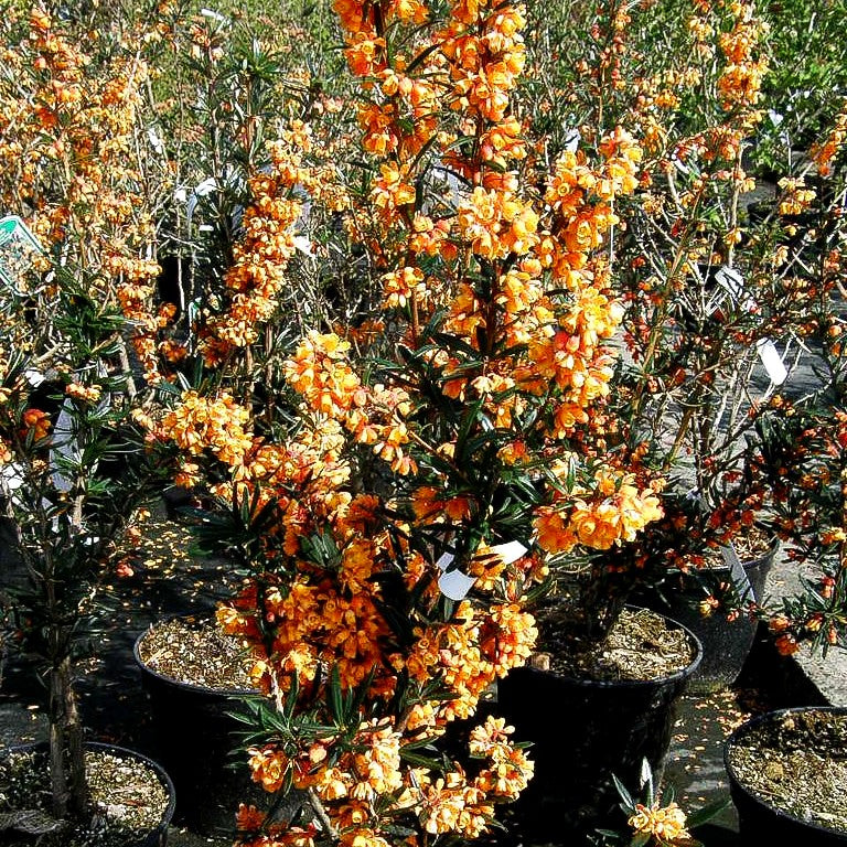 Linearblättrige Berberitze 'Orange King' (Berberis linearifolia)