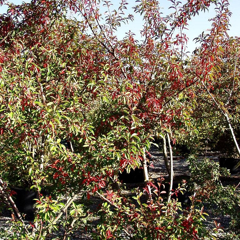 Lorbeermispel (Stranvaesia davidiana)