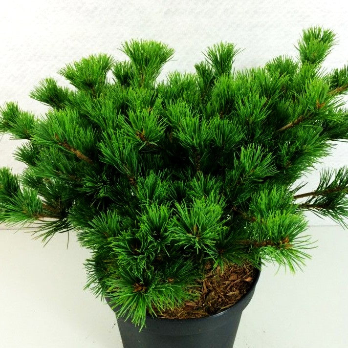 Mädchen-Kiefer 'Kokuho' (Pinus parviflora)
