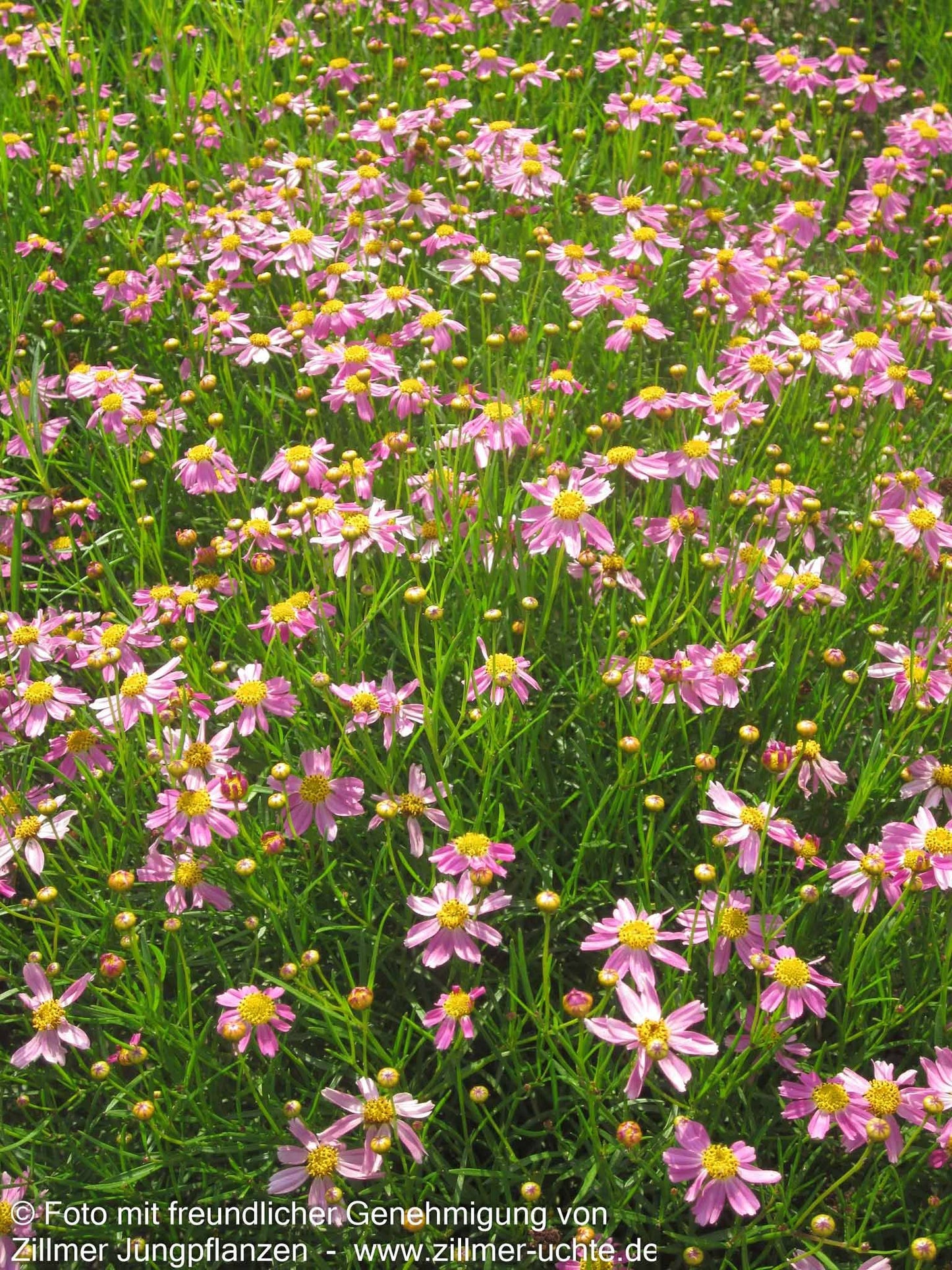 Mädchenauge 'American Dream' (Coreopsis rosea)