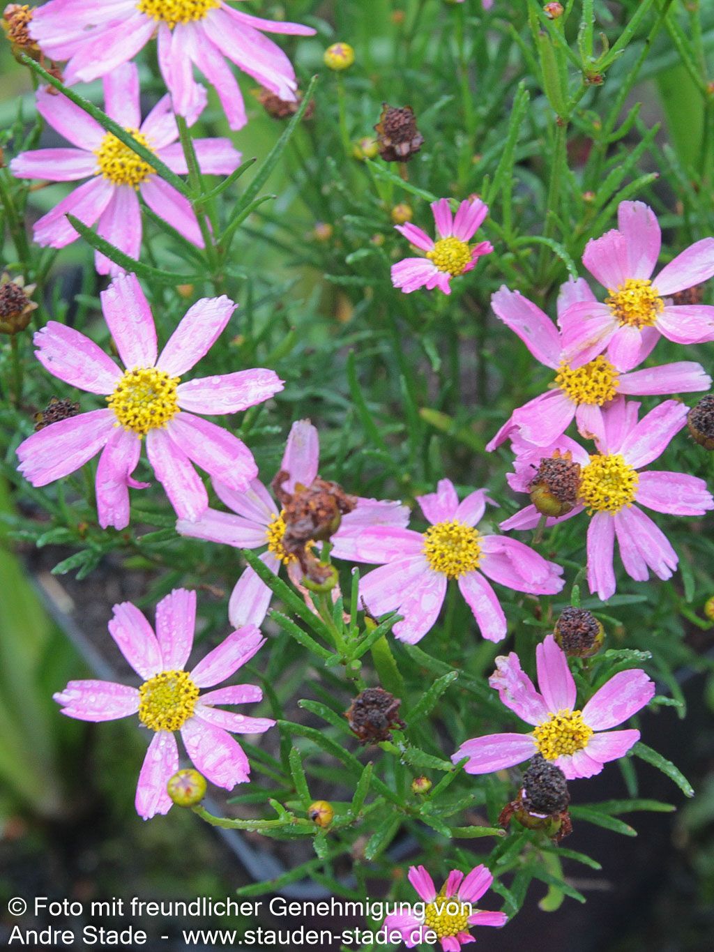Mädchenauge 'American Dream' (Coreopsis rosea)