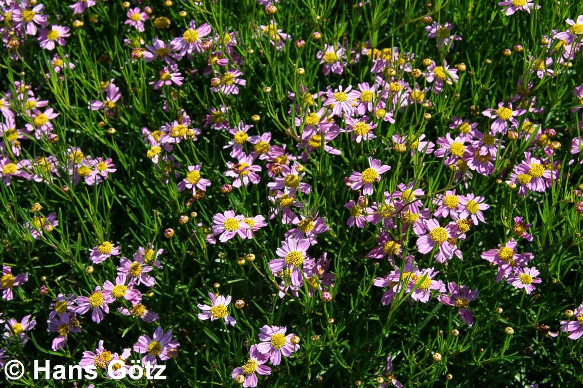 Mädchenauge 'American Dream' (Coreopsis rosea)