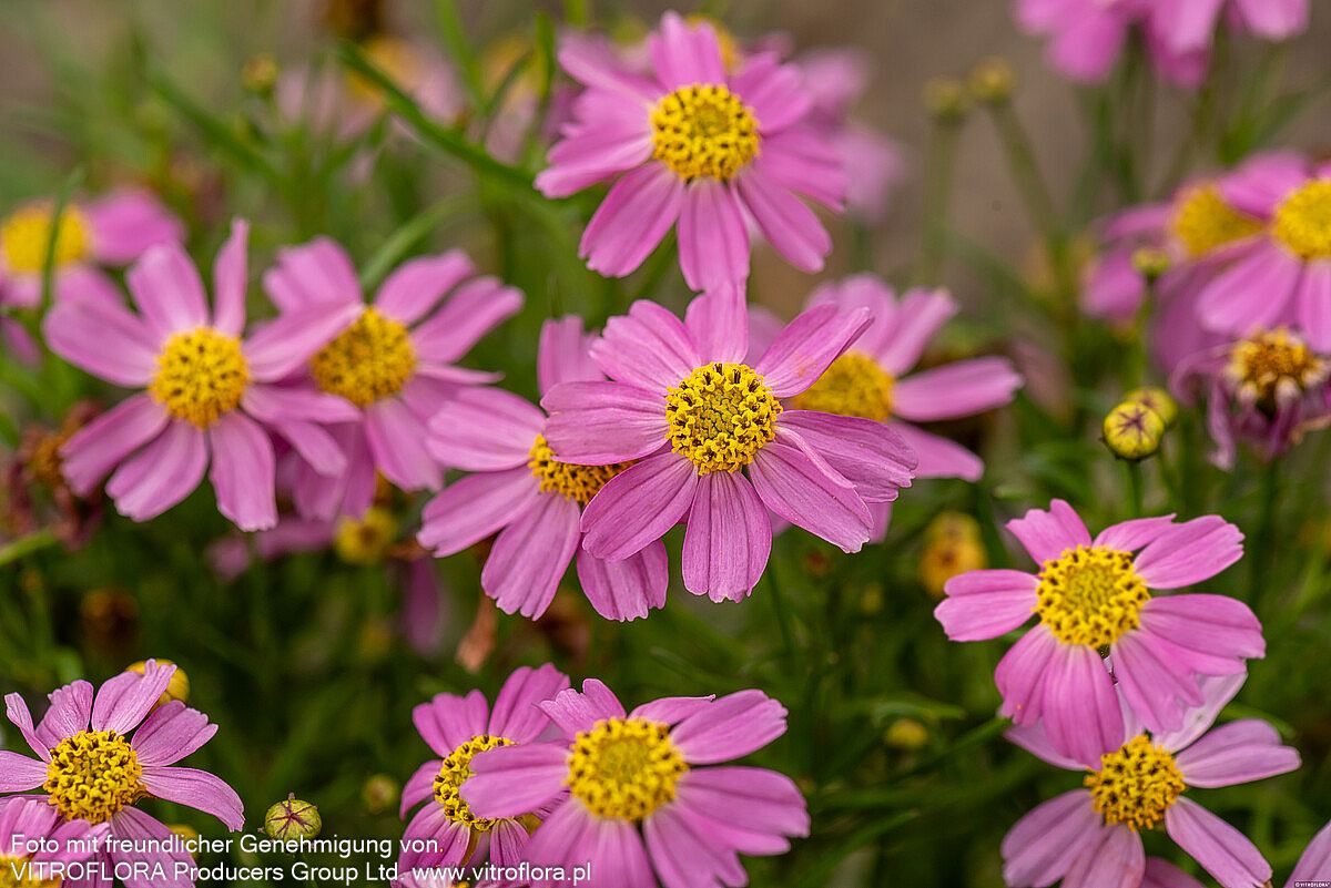 Mädchenauge 'American Dream' (Coreopsis rosea)