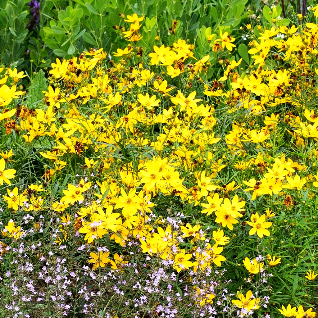 Mädchenauge 'El Dorado' (Coreopsis verticillata)