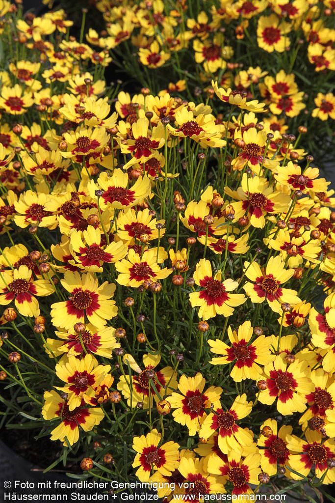 Mädchenauge 'Pineapple Pie' (Coreopsis rosea)