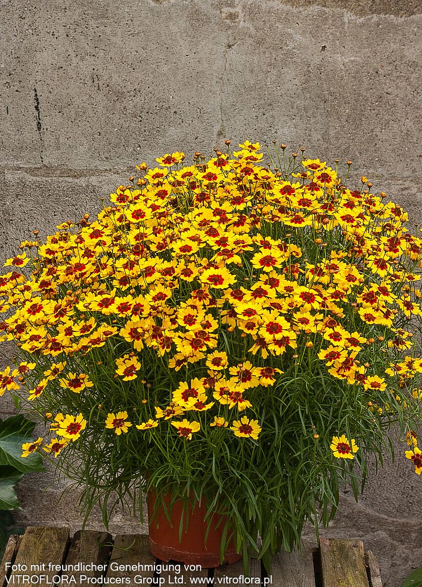 Mädchenauge 'Pineapple Pie' (Coreopsis rosea)