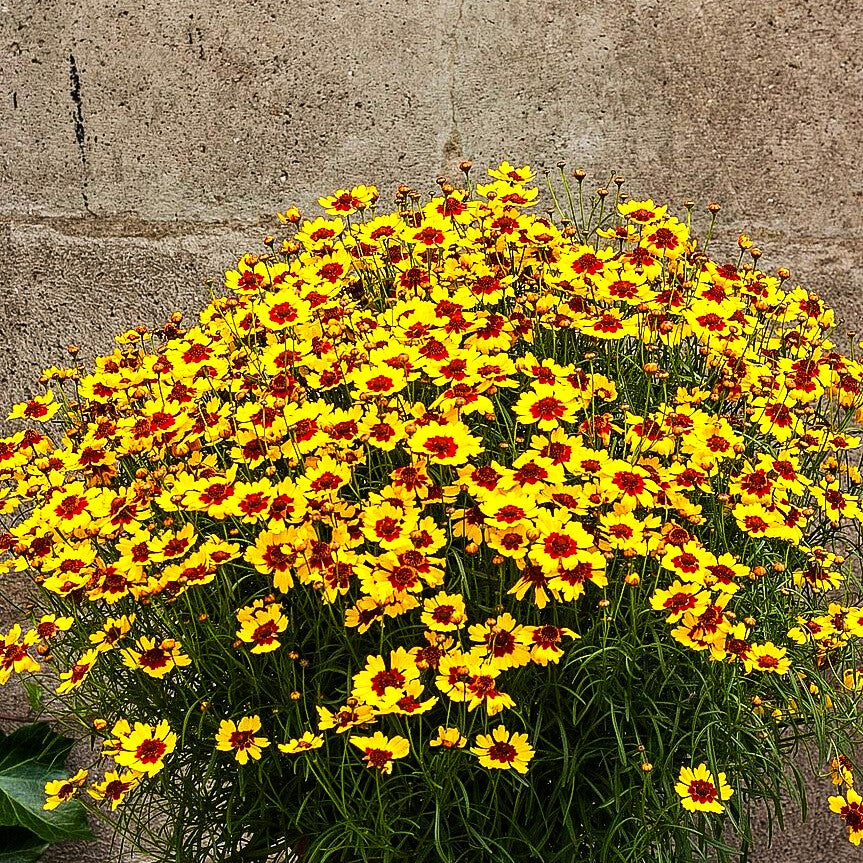 Mädchenauge 'Pineapple Pie' (Coreopsis rosea)