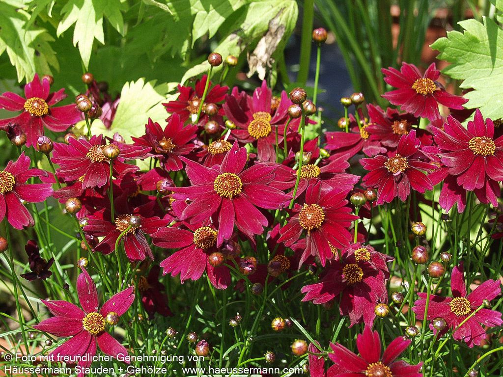 Mädchenauge 'Sangria' (Coreopsis rosea)