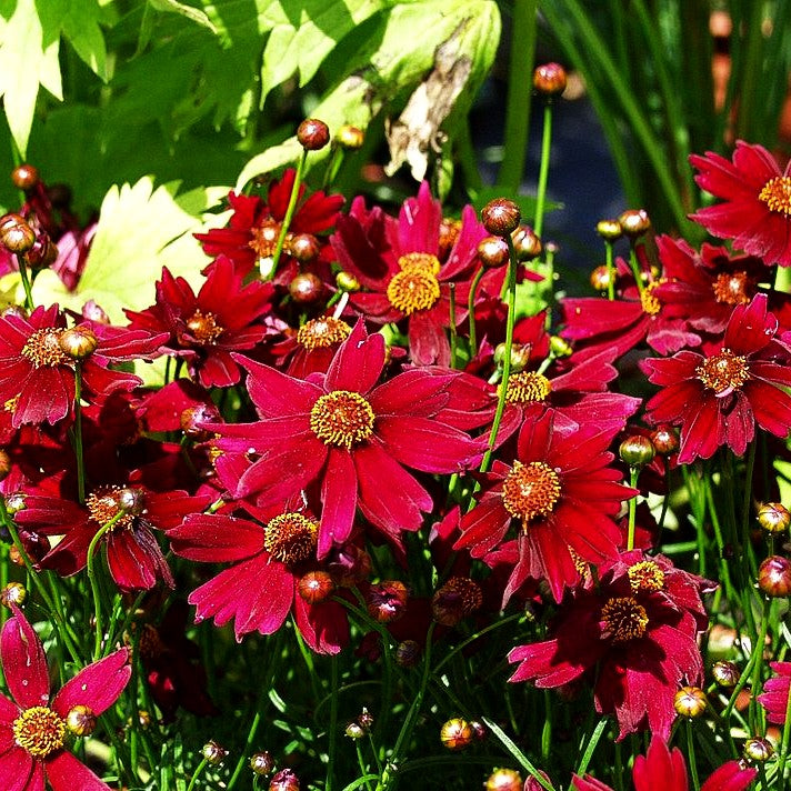 Mädchenauge 'Sangria' (Coreopsis rosea)