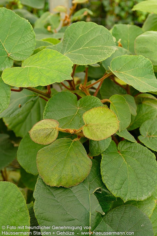 Männliche Kiwi 'Tomuri' (Actinidia chinensis)