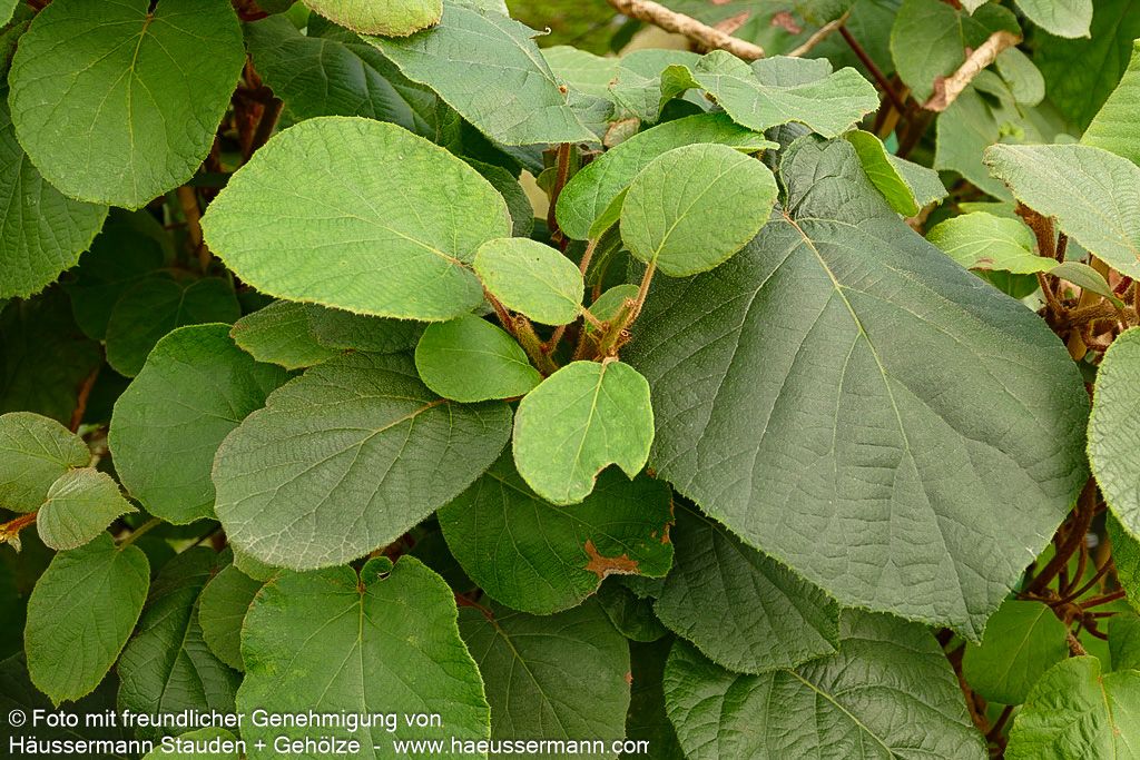 Männliche Kiwi 'Tomuri' (Actinidia chinensis)