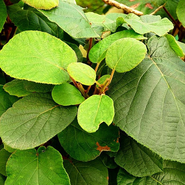 Männliche Kiwi 'Tomuri' (Actinidia chinensis)