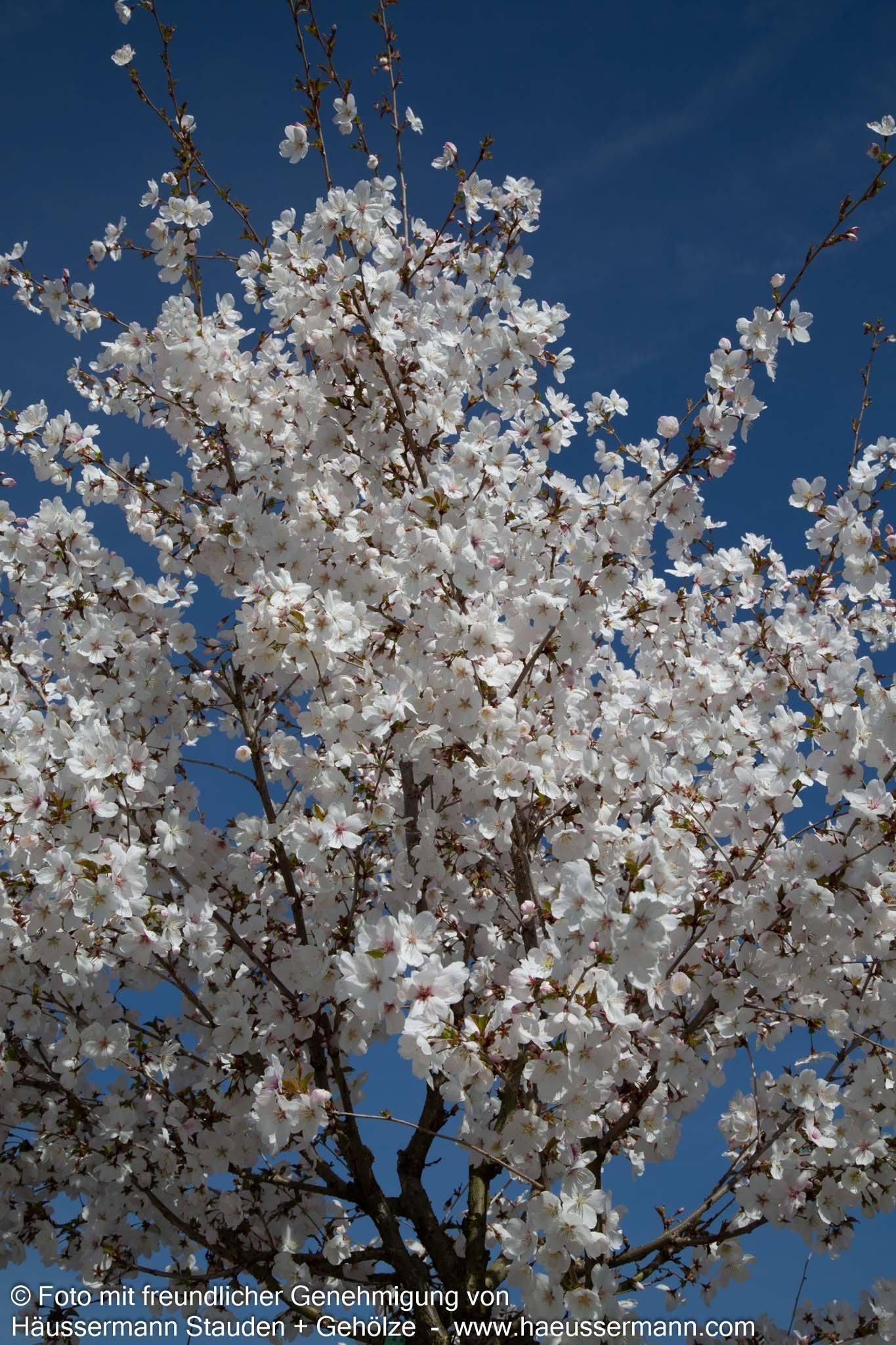 März-Kirsche 'The Bride' (Prunus incisa)
