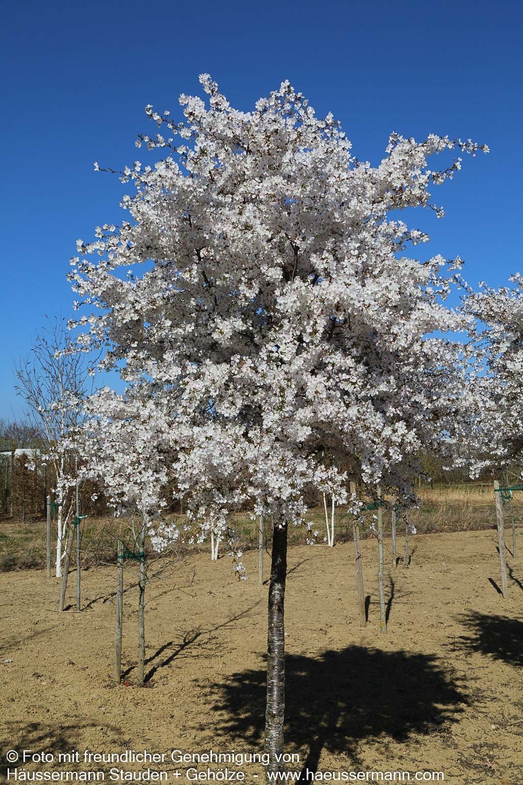 März-Kirsche 'The Bride' (Prunus incisa)