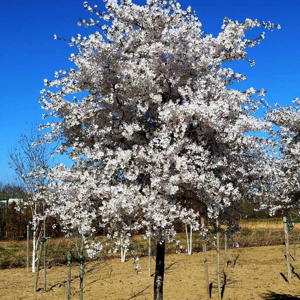 März-Kirsche 'The Bride' (Prunus incisa)