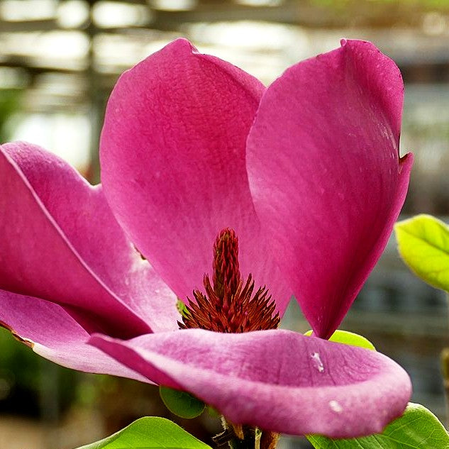 Magnolie 'Aphrodite' (Magnolia x cult.)