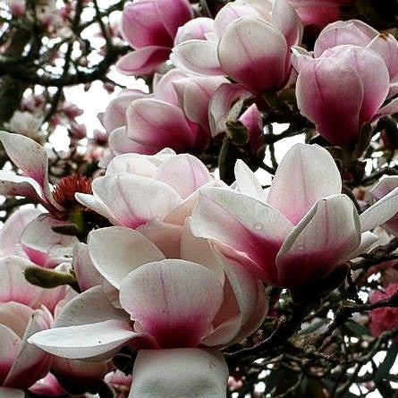 Magnolie 'Athene' (Magnolia x cult.)