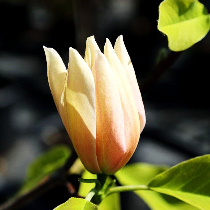 Magnolie 'Barbara Nell' (Magnolia x cult.)