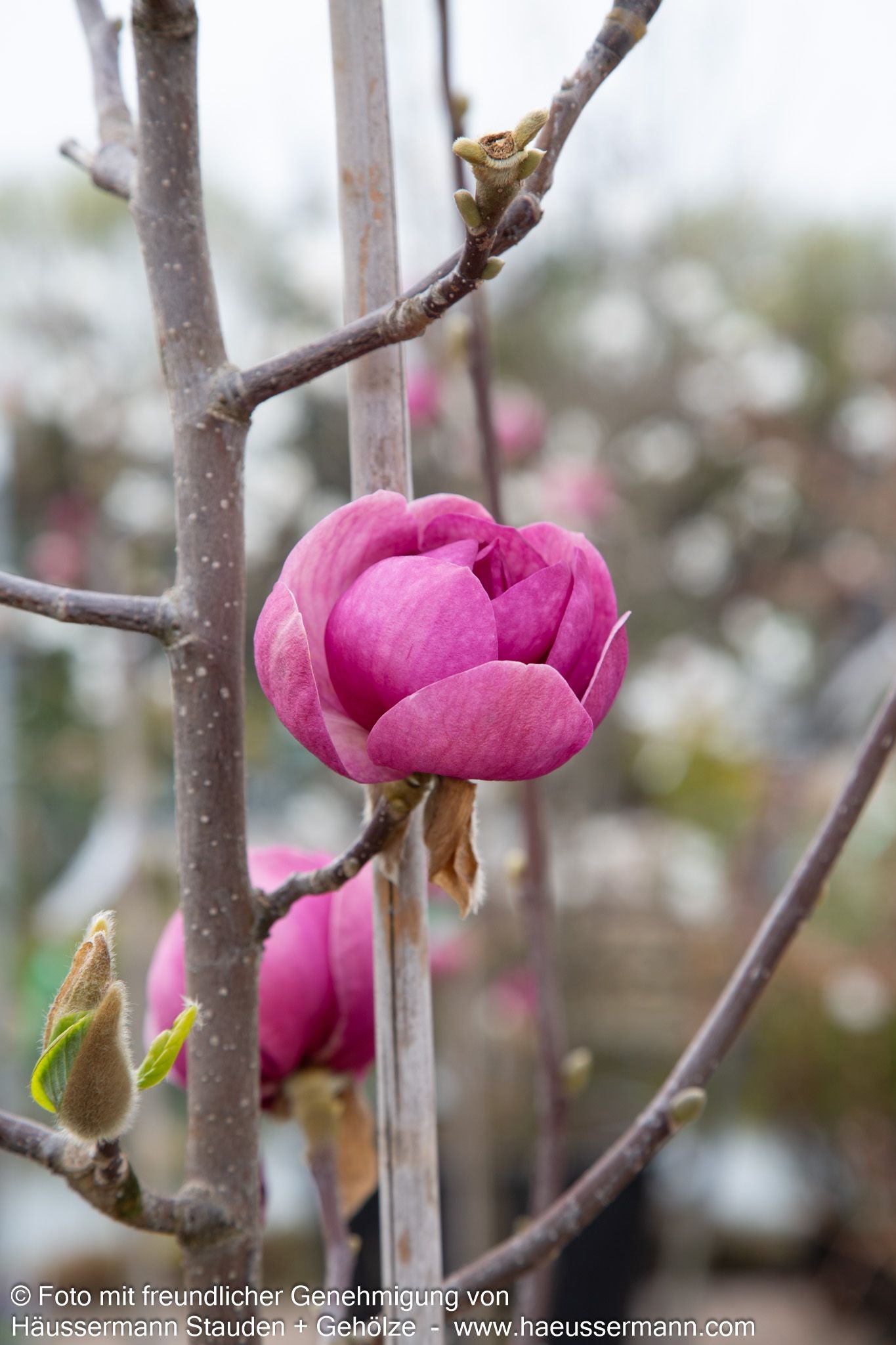 Magnolie 'Black Tulip' (Magnolia x cult.)