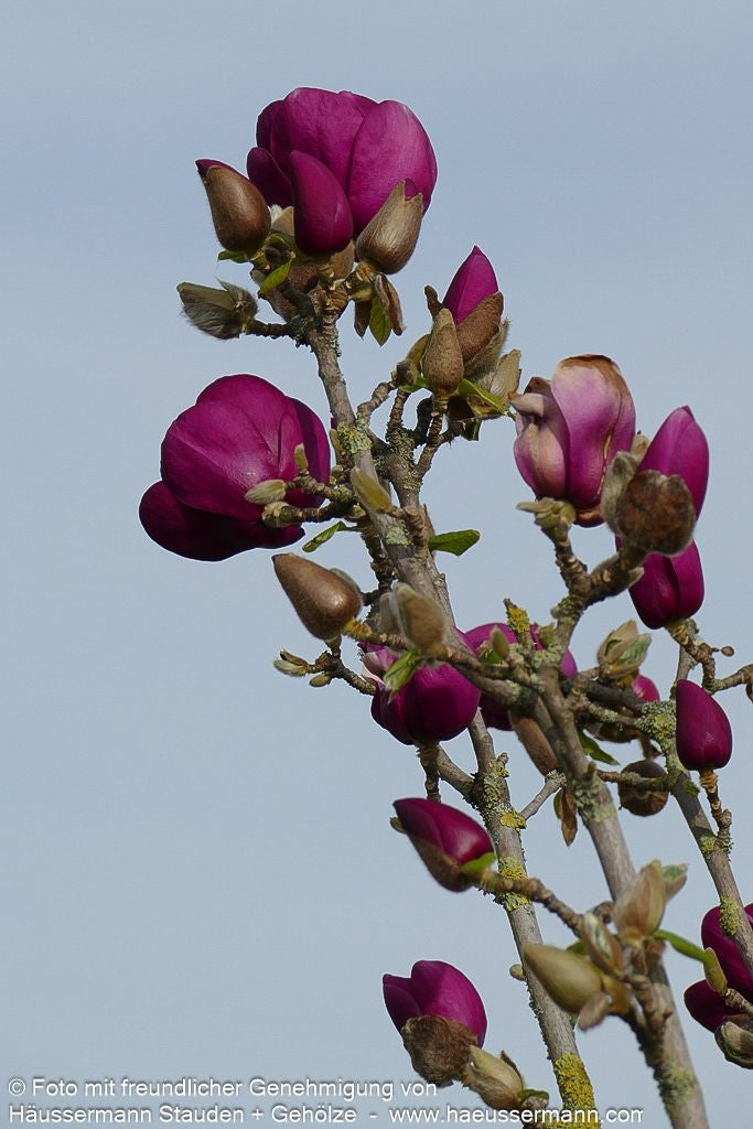 Magnolie 'Black Tulip' (Magnolia x cult.)