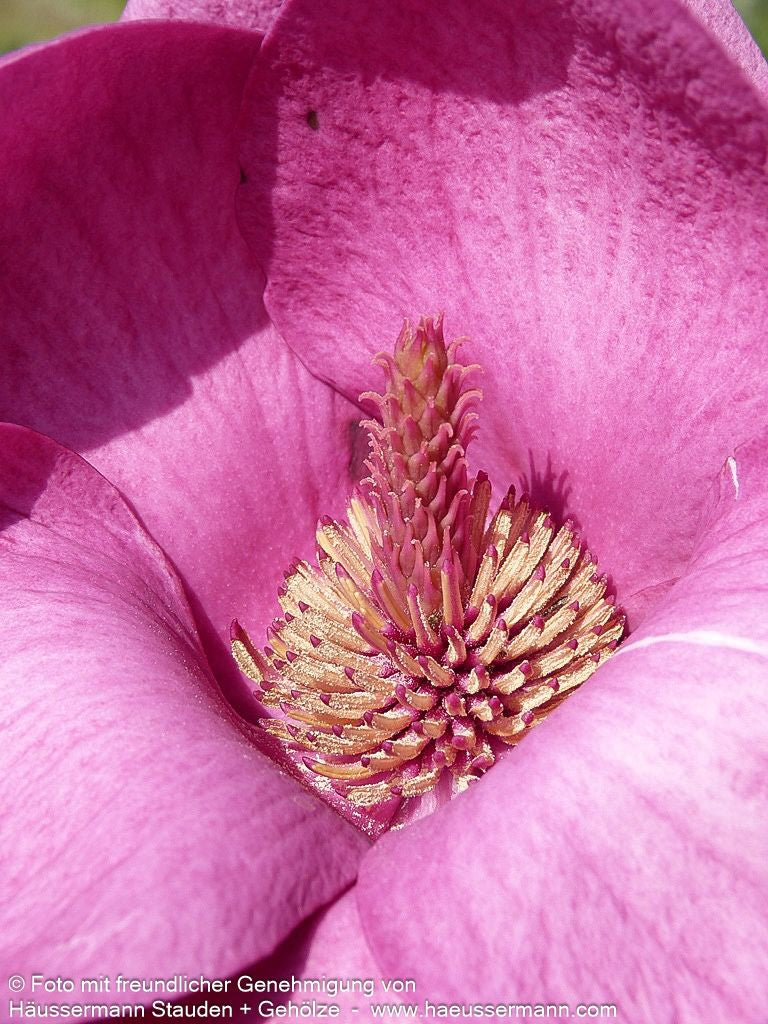 Magnolie 'Black Tulip' (Magnolia x cult.)