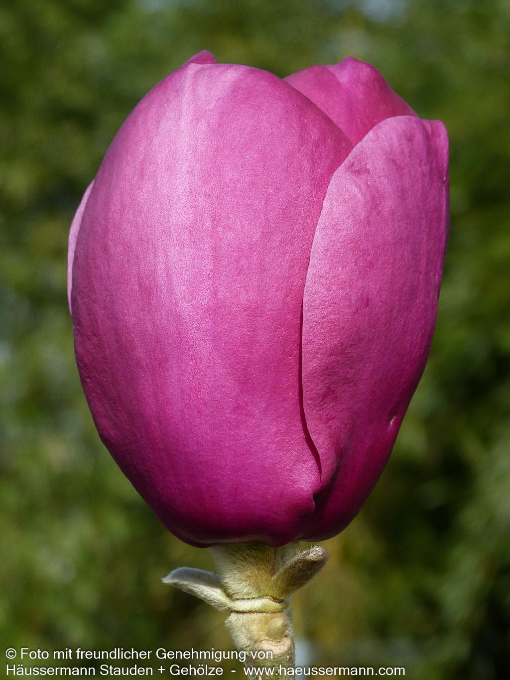 Magnolie 'Black Tulip' (Magnolia x cult.)