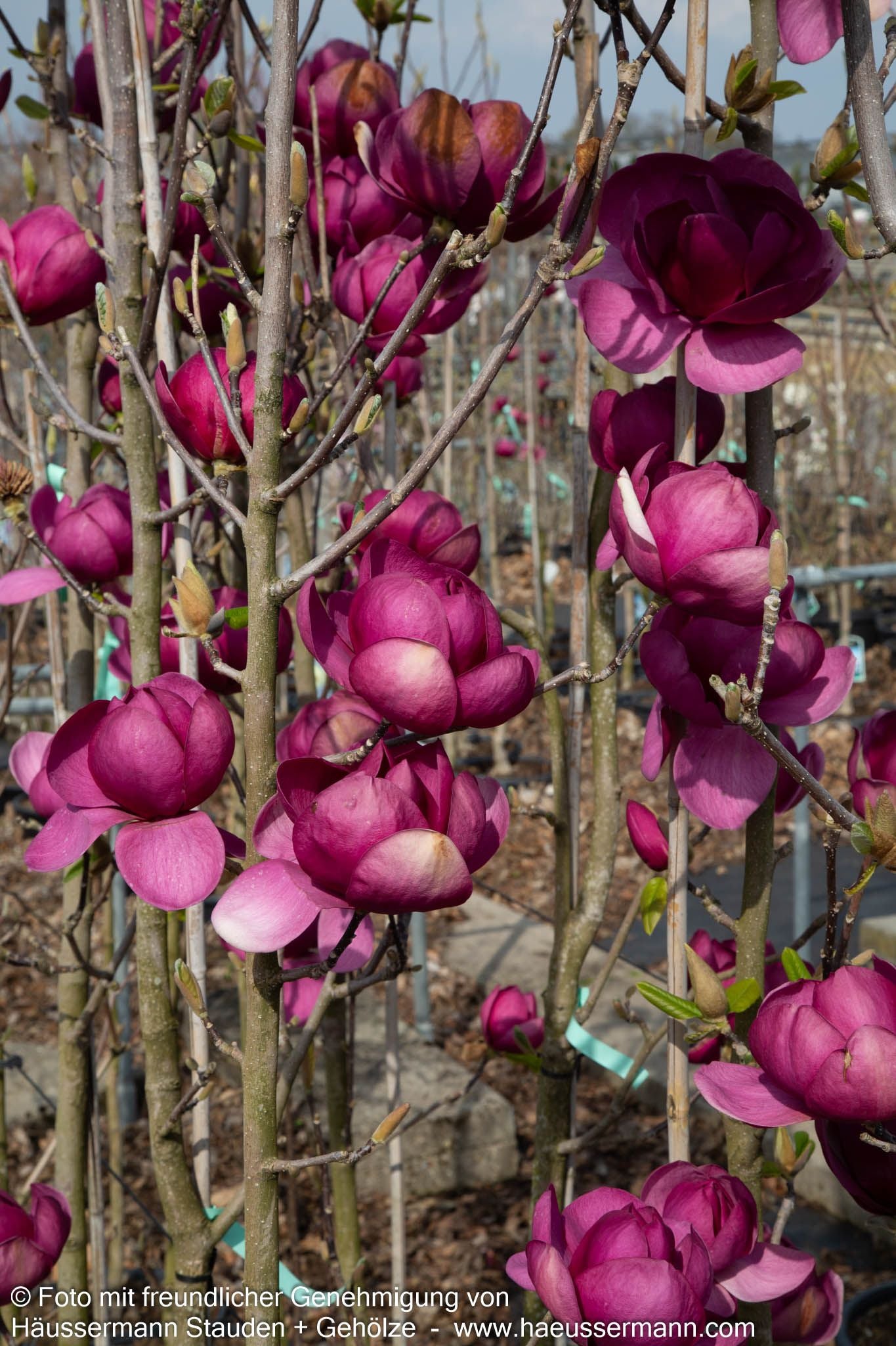 Magnolie 'Black Tulip' (Magnolia x cult.)
