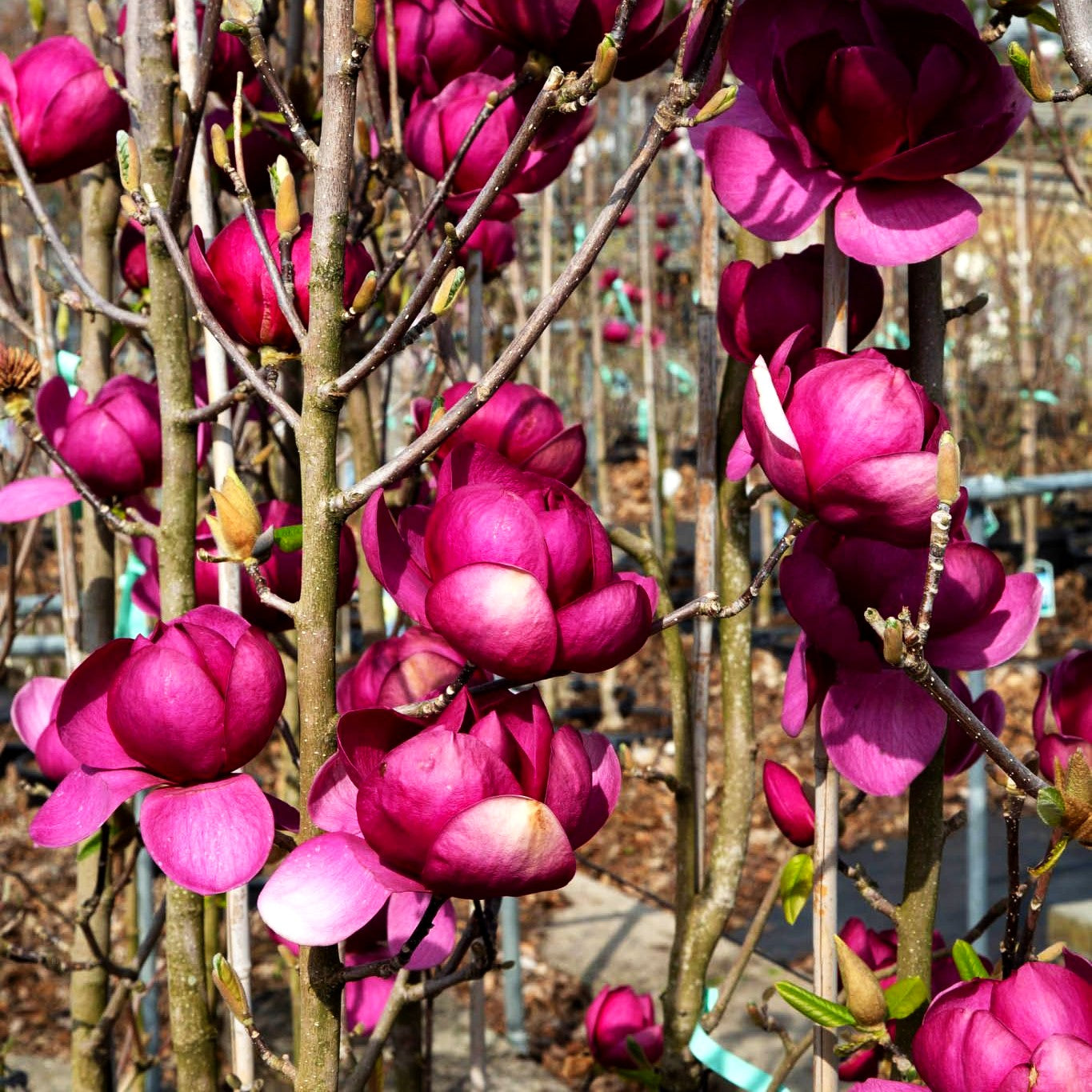 Magnolie 'Black Tulip' (Magnolia x cult.)