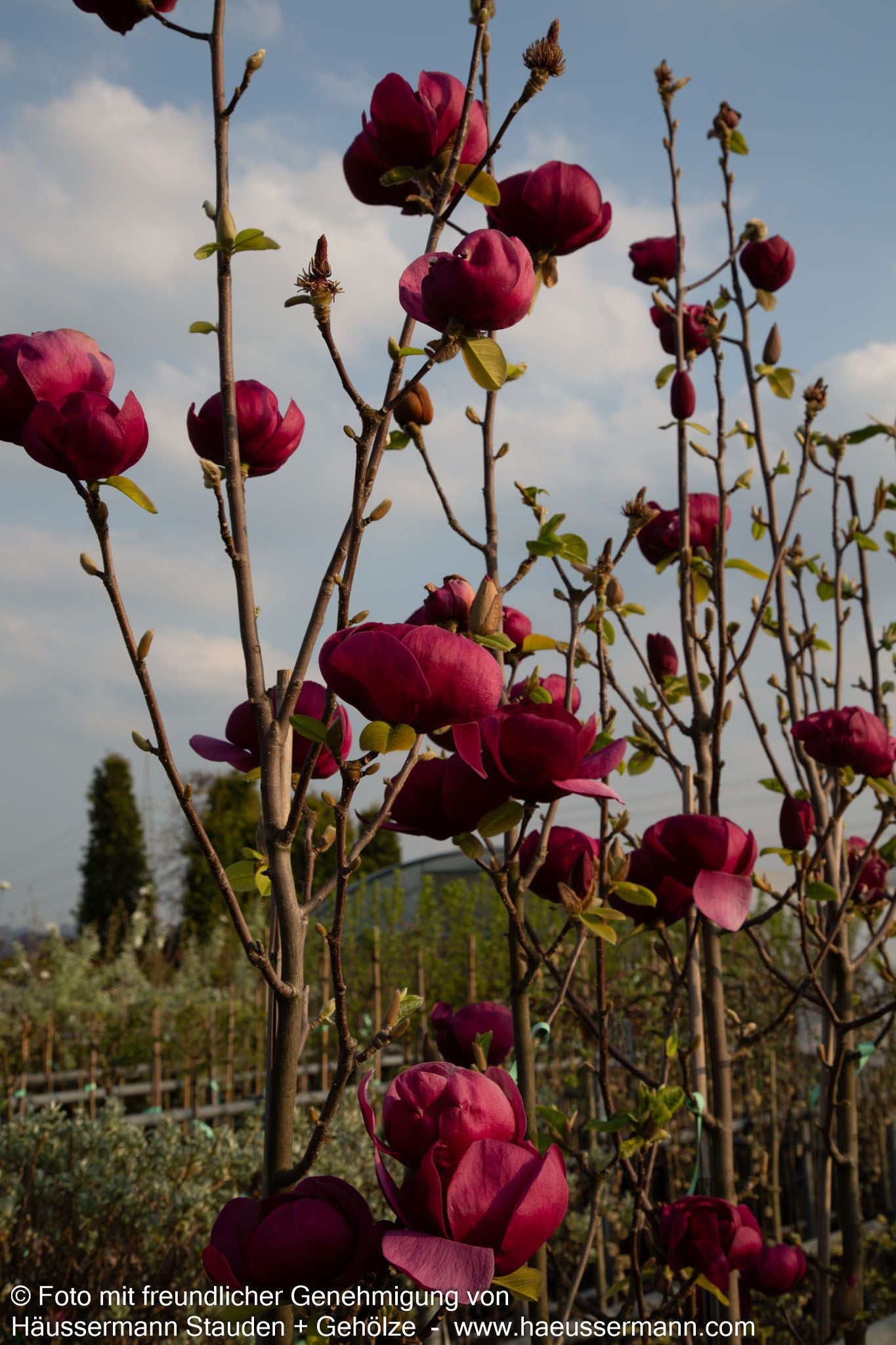 Magnolie 'Black Tulip' (Magnolia x cult.)