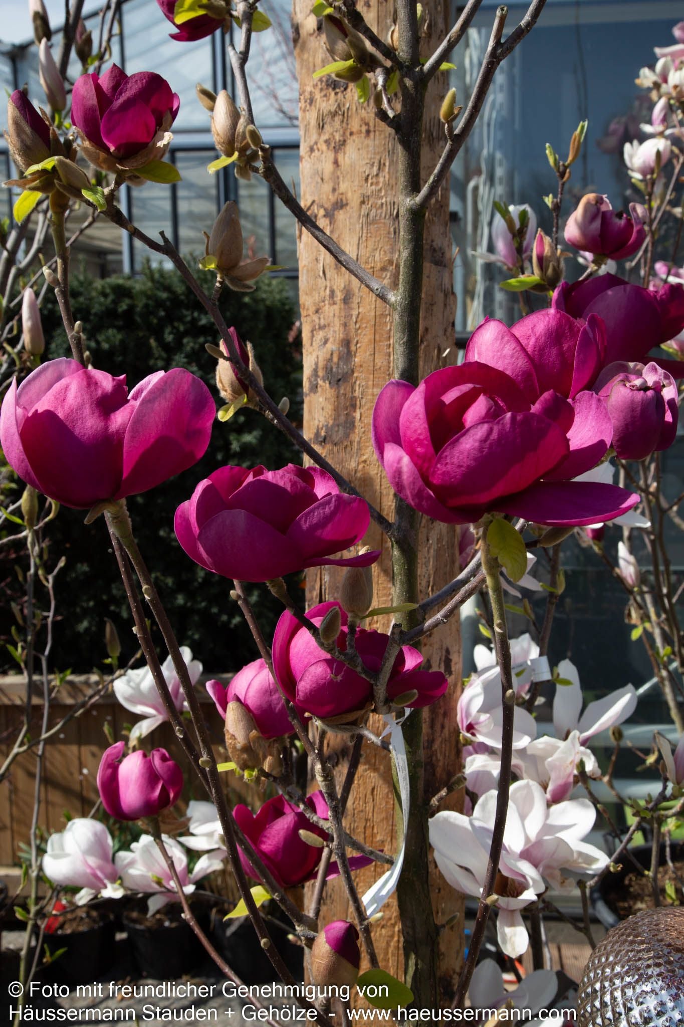 Magnolie 'Black Tulip' (Magnolia x cult.)